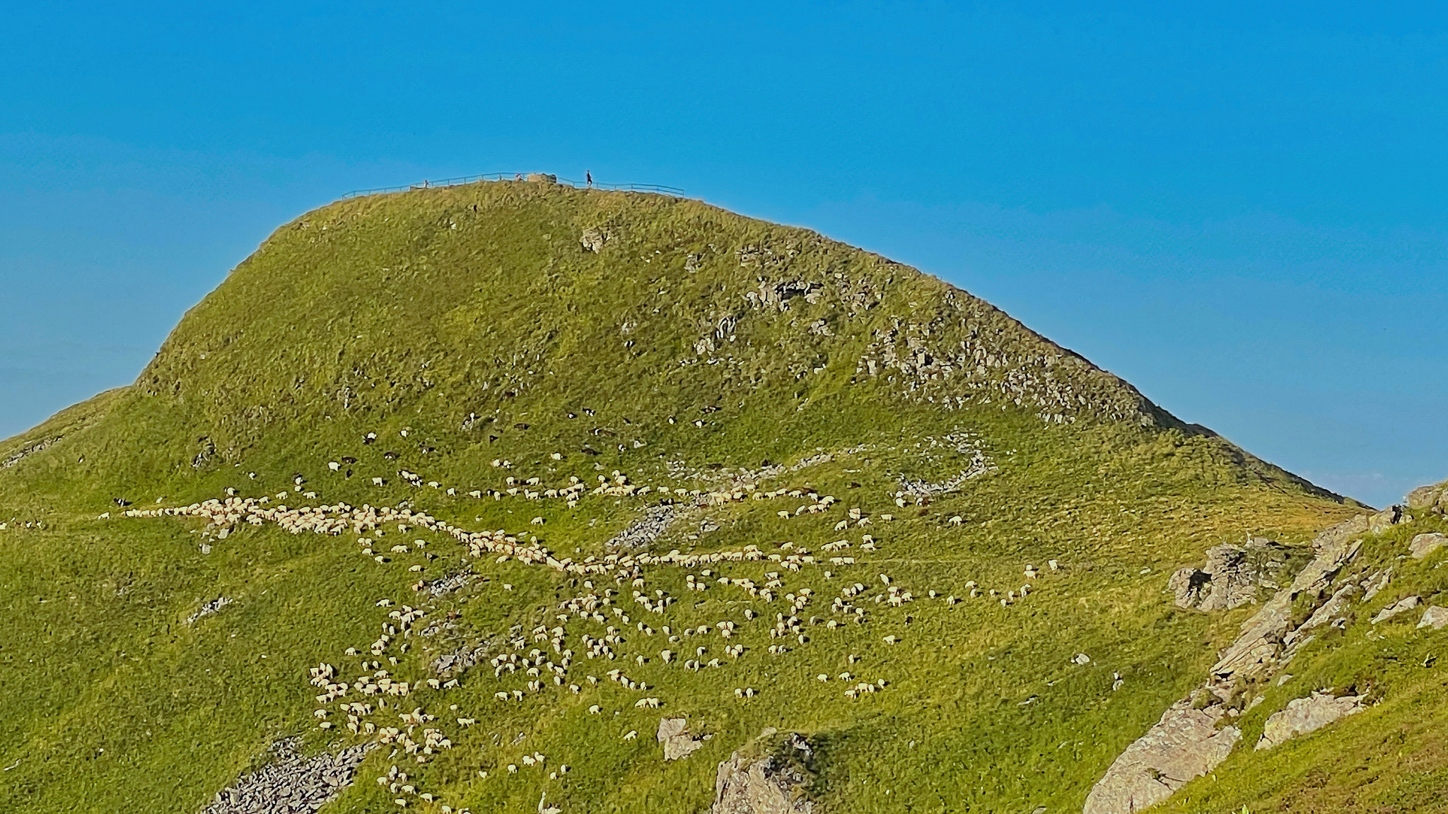 Les moutons dans les estives au sommet du Plomb du Cantal