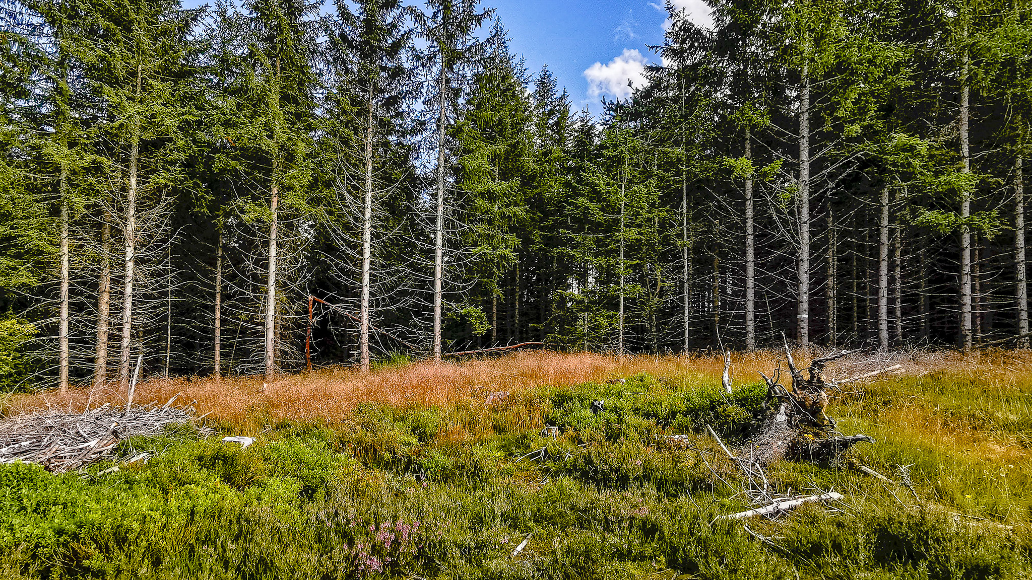 Les Champs de Myrtilles dans le Sancy